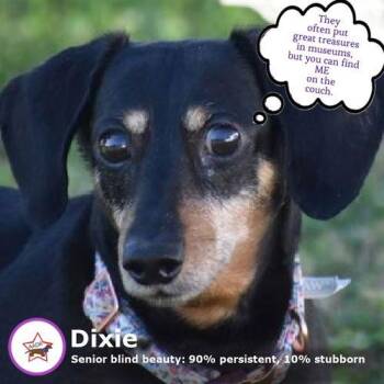 Dachshund Dogs Available for Adoption in Shelbyville, Tennessee - Dixie In TN (looking For A Forever Foster) | PetCurious