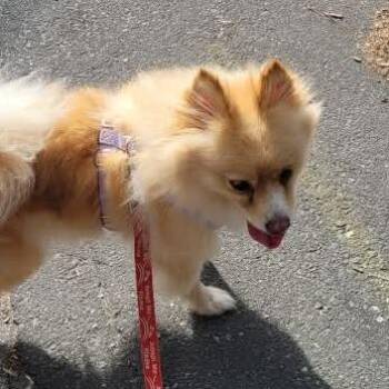 Sandy -  Pomeranian Dog for Adoption in Raleigh, North Carolina - Sandy | PetCurious