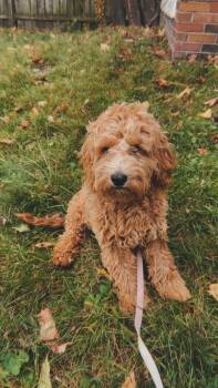 Cockapoo Dogs Available for Adoption - Nalah | PetCurious