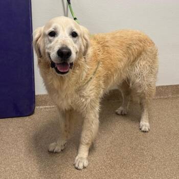 Koda -  Labrador Retriever and Golden Retriever Dog for Adoption in League City, Texas - Koda | PetCurious