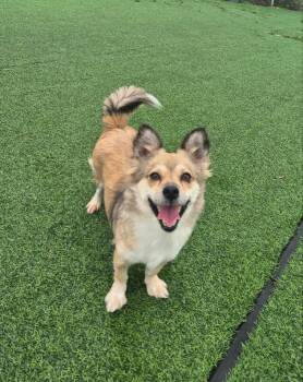 Rescue Terrier Dogs for Adoption in Johns Creek, Georgia - MONA | PetCurious
