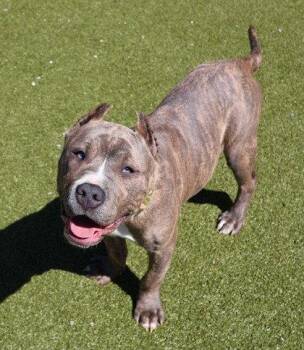 Pit Bull Terrier Dogs Available for Adoption in Rockaway, New Jersey - Mushu Athens | PetCurious