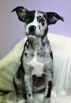 Ms in NH. Come Meet our Adoptable Dogs Wednesday-Saturday. More  -  Catahoula Leopard Dog Dog for Adoption in Manchester, New Hampshire - Ms In NH. Come Meet Our Adoptable Dogs Wednesday-Saturday. More  | PetCurious
