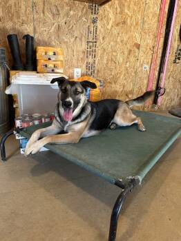 Rescue German Shepherd Dog Dogs for Adoption in Denver, Colorado - Trixie From Wortham | PetCurious