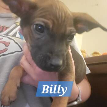 Rescue Chihuahua and Mixed Breed Dogs for Adoption in Olathe, Kansas - Billy | PetCurious