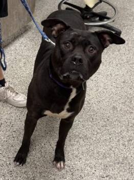 Remi -  Pit Bull Terrier and Mixed Breed Dog for Adoption in Kansas City, Missouri - Remi | PetCurious