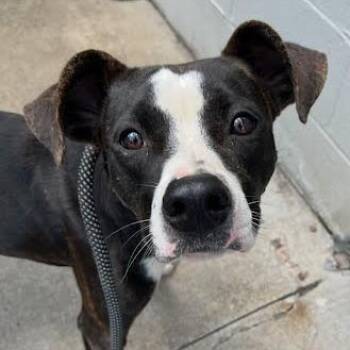 Lifuka -  Mixed Breed Dog for Adoption in Jeffersonville, Indiana - Lifuka | PetCurious