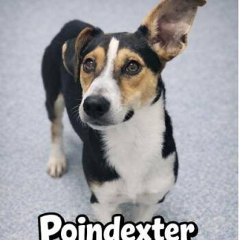 Poindexter -  Mixed Breed Dog for Adoption in Chicago, Illinois - Poindexter | PetCurious