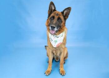 German Shepherd Dog Dogs Available for Adoption in Colorado Springs, Colorado - KODA | PetCurious