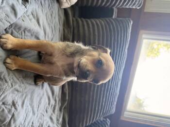 Rebel -  Chihuahua and Dachshund Dog for Adoption in Carmel Hamlet, New York - Rebel | PetCurious