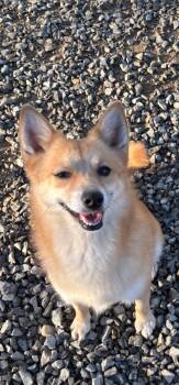 Rescue Finnish Spitz Dogs for Adoption in Chuckey, Tennessee - Andie | PetCurious