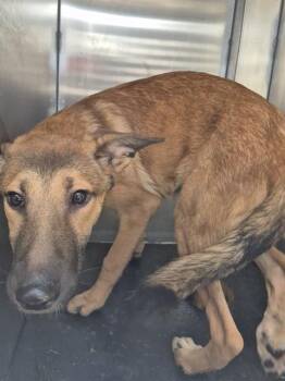 NIGEL BONEBERRY -  German Shepherd Dog Dog for Adoption in San Antonio, Texas - NIGEL BONEBERRY | PetCurious