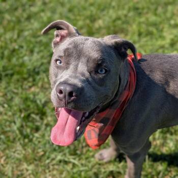 Rescue Pit Bull Terrier Dogs for Adoption in Ravenna, Ohio - 187387 LOOKING FOR OWNER | PetCurious