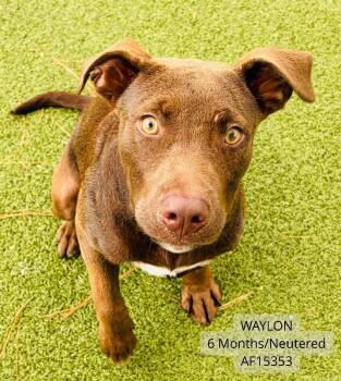 Waylon -  Pit Bull Terrier Dog for Adoption - Waylon | PetCurious