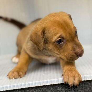 Mixed Breed Dogs Available for Adoption in Pauls Valley, Oklahoma - Dewey | PetCurious