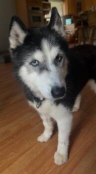 Rescue Siberian Husky Dogs for Adoption in Palm City, Florida - Shadow | PetCurious