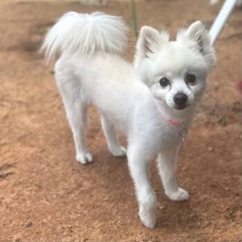 CoCo -  Pomeranian Dog for Adoption in Garland, Texas - CoCo | PetCurious