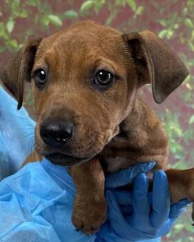 Shepherd and Terrier Dogs Available for Adoption in San Antonio, Texas - Cerulean | PetCurious