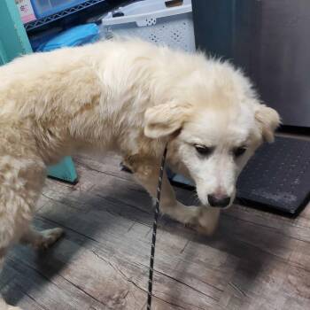 Kage -  Great Pyrenees Dog for Adoption in Jefferson City, Tennessee - Kage | PetCurious