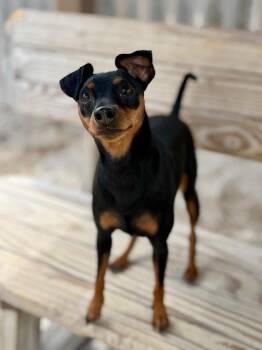 Angel -  Miniature Pinscher Dog for Adoption in Muskegon, Michigan - Angel | PetCurious