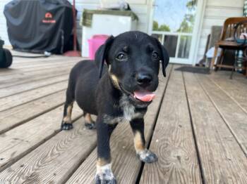 Rescue Shepherd and Terrier Dogs for Adoption in Marion, North Carolina - Banjo- Located In Rutherfordton, NC | PetCurious