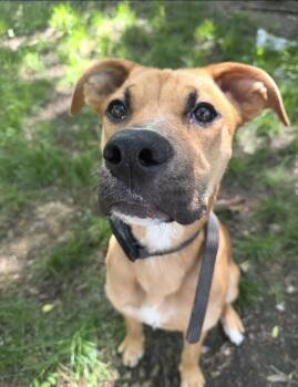 POPPY -  Labrador Retriever and Boxer Dog for Adoption in Bull Valley, Illinois - POPPY | PetCurious