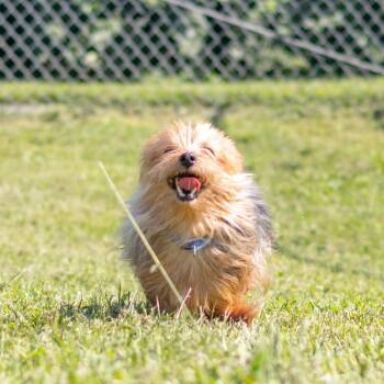 Chloe -  Yorkshire Terrier Dog for Adoption in Wilmington, Delaware - Chloe | PetCurious