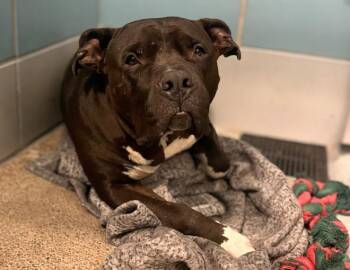 Staffordshire Bull Terrier and Mixed Breed Dogs Available for Adoption in Houston, Texas - ANGUS | PetCurious