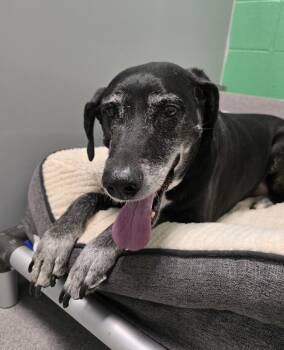 Labrador Retriever Dogs Available for Adoption in Wellington, Kansas - Sly | PetCurious