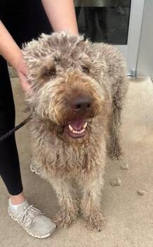 Clyde -  Golden Retriever and Poodle Dog for Adoption in Dalton, Georgia - Clyde | PetCurious