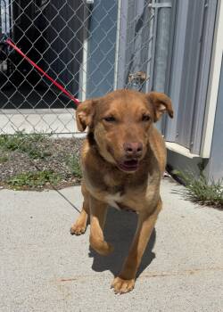 Shepherd Dogs Available for Adoption - 60784909 | PetCurious