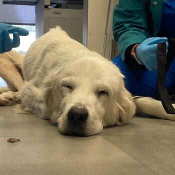 Rescue Great Pyrenees Dogs for Adoption in Dallas, Texas - Maeve | PetCurious