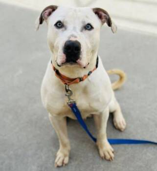 Mixed Breed Dogs Available for Adoption in West Chester, Pennsylvania - Egret | PetCurious