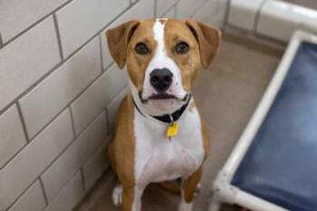 Charlie -  Pit Bull Terrier and Mixed Breed Dog for Adoption in Golden Valley, Minnesota - Charlie | PetCurious