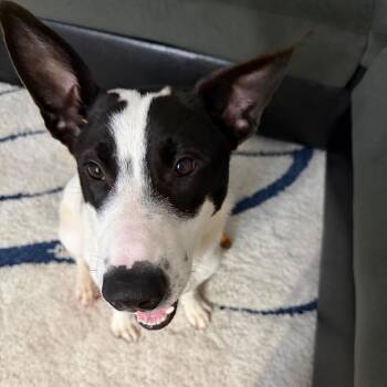 Fluffy -  Cattle Dog Dog for Adoption in Matteson, Illinois - Fluffy | PetCurious