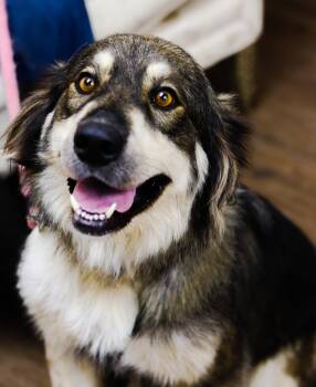 Rescue Anatolian Shepherd and Husky Dogs for Adoption in Bowie, Texas - Millie | PetCurious