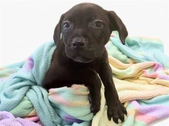 Labrador Retriever and Mixed Breed Dogs Available for Adoption - TOBY | PetCurious