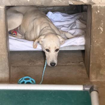 Golden Retriever Dogs Available for Adoption in Austin, Texas - Leona | PetCurious