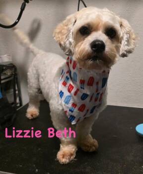 Lizzie Beth -  Bichon Frise and Poodle Dog for Adoption in Carrollton, Texas - Lizzie Beth | PetCurious