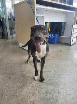 Rescue Terrier and Mixed Breed Dogs for Adoption in Fort Worth, Texas - Broski | PetCurious