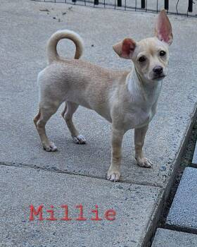 Millie -  Chihuahua Dog for Adoption in Mount Pleasant, North Carolina - Millie | PetCurious