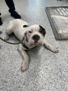 Luigi - 1 -  American Bulldog and Mixed Breed Dog for Adoption in Daytona Beach, Florida - Luigi - 1 | PetCurious
