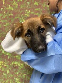 Shepherd and Mixed Breed Dogs Available for Adoption in San Antonio, Texas - Bear | PetCurious