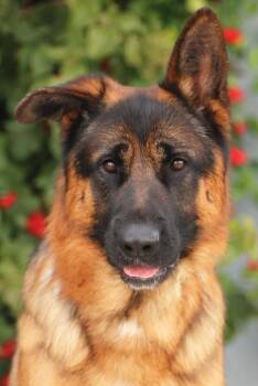 Drago von Durbach -  German Shepherd Dog Dog for Adoption in Los Angeles, California - Drago Von Durbach | PetCurious