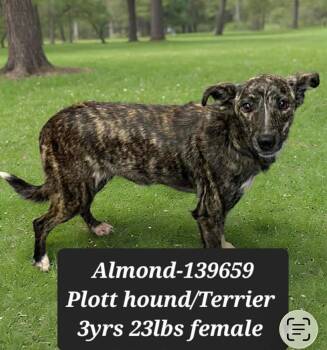 Terrier and Hound Dogs Available for Adoption - Almond | PetCurious