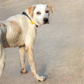 DASANI -  Labrador Retriever and Mixed Breed Dog for Adoption in St. Louis, Missouri - DASANI | PetCurious