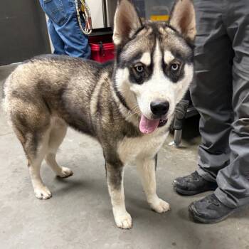 Rescue Husky Dogs for Adoption in Yuma, Arizona - Everest | PetCurious