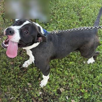 Accidental Pizza -  Mixed Breed Dog for Adoption in Davenport, Iowa - Accidental Pizza | PetCurious