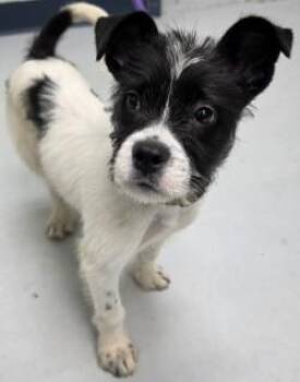 Luisa -  Mixed Breed Dog for Adoption in Savannah, Georgia - Luisa | PetCurious