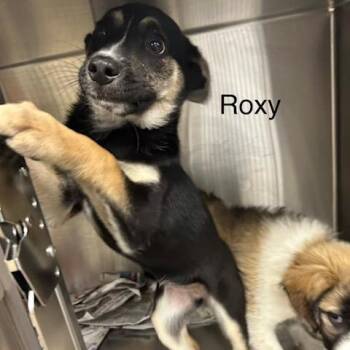 Cattle Dog and Mixed Breed Dogs Available for Adoption in Knoxville, Tennessee - Roxy | PetCurious